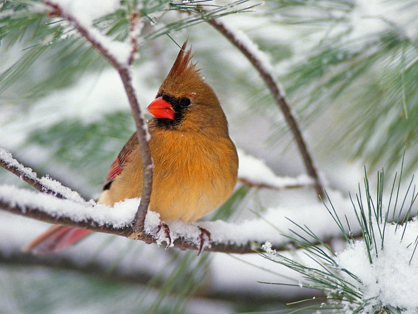 Cardinal on Snowy Pine Branch and Background HD wallpaper