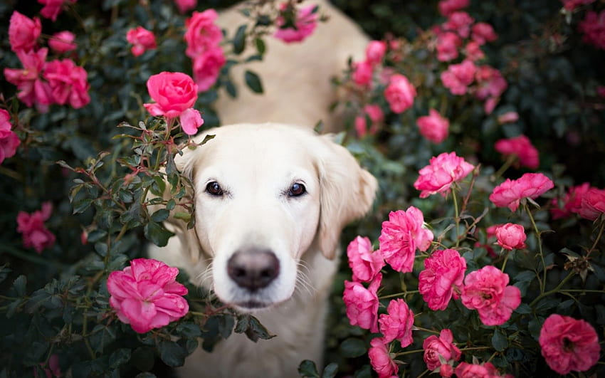 Smelling like a rose, dog, animal, white, garden, cute, rose, pink, flower, caine HD wallpaper
