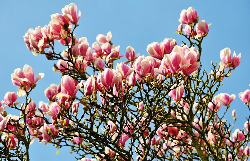 Fiori, cielo, rami, fioritura, fioritura, primavera, magnolia Sfondo HD