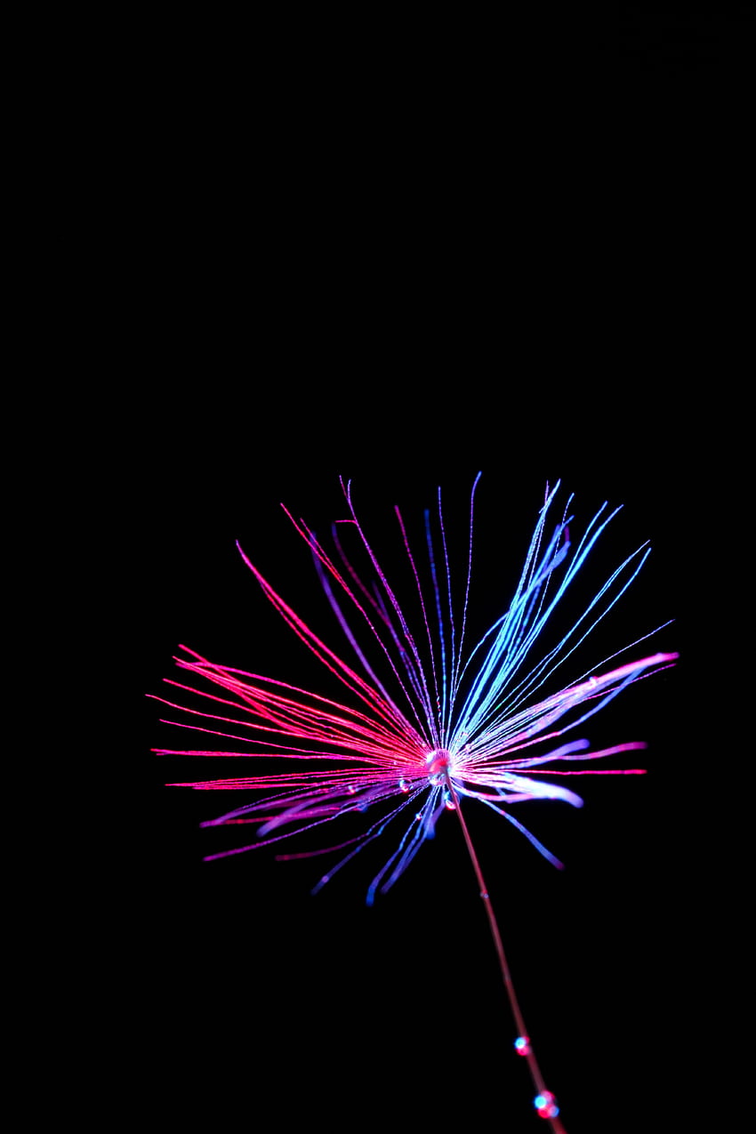 Dandelion, seed, thread, colorful HD phone wallpaper