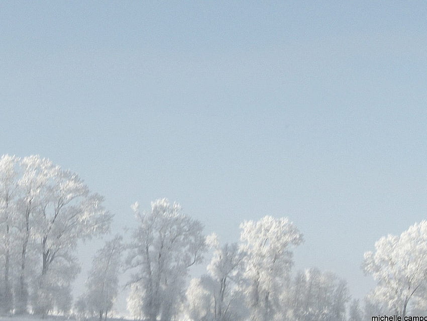 Frosty Tree, pohon, nd, frost, alam Wallpaper HD