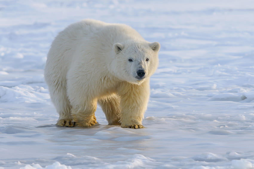 Animals, Ice, Bear, Predator, Polar Bear HD wallpaper | Pxfuel