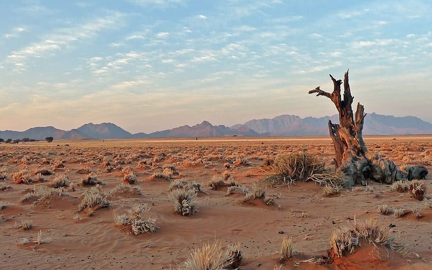 Desierto en Namibia, África, arena, madera, desierto, montañas, África fondo de pantalla