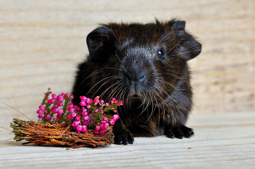 Animals, Flowers, Muzzle, Guinea Pig, Rodent HD wallpaper