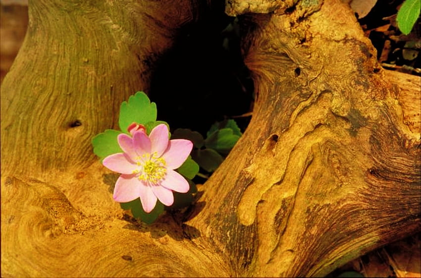 Zawilec różowy, tło, różowy, ładny, log, kwiat Tapeta HD