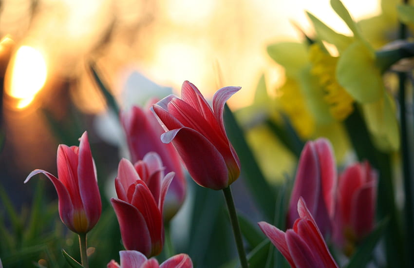 flores, tulipanes, narcissussi, resplandor, primer plano, verdes fondo de pantalla