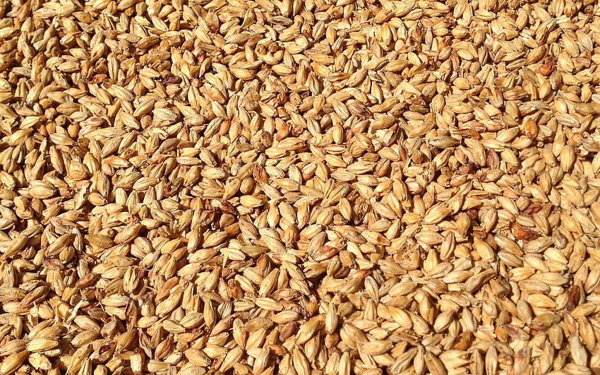 Weizenkörner Textur, Weizenerntekonzepte, Getreide HD-Hintergrundbild