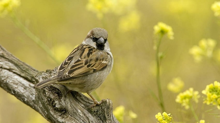 Sparrow on a tree, branch, songbirds, flowers, bird HD wallpaper