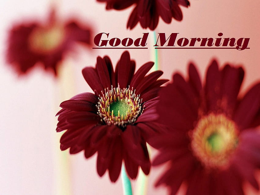 Good Morning - Flowers Good Morning - - teahub.io HD wallpaper | Pxfuel