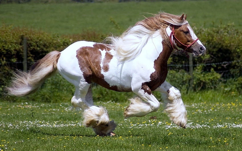 running horses - Horse , Horses, Brown and white horse, Gypsy Horse HD wallpaper