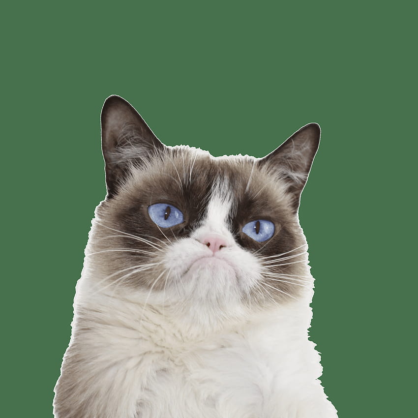 Grumpy Cat Kein Hintergrund, nein Grumpy Cat HD-Handy-Hintergrundbild