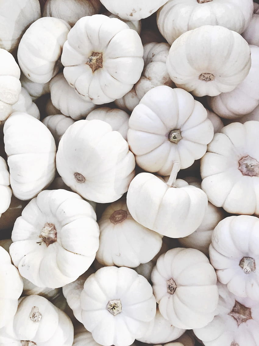 White Pumpkins On White Background by Stocksy Contributor Nataša Mandić   Stocksy