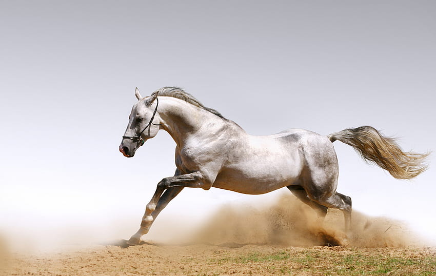 Anmut in Luft, Pferd, Sand, Luft, Freude, Anmut HD-Hintergrundbild