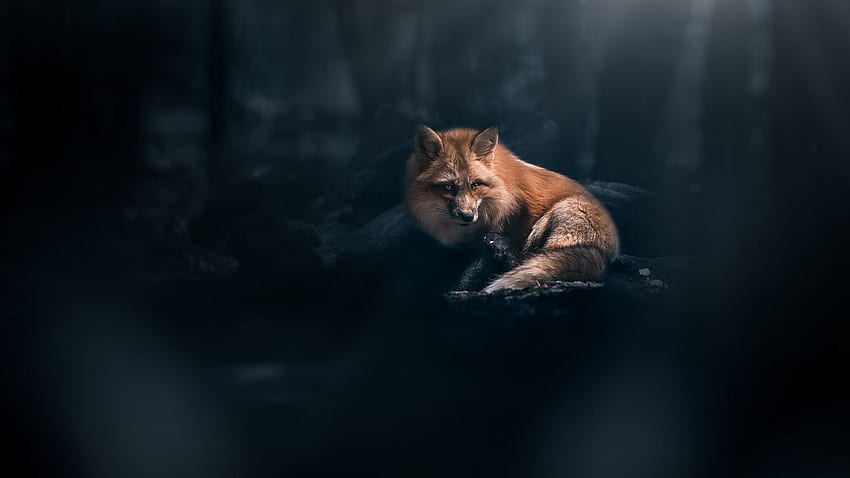 Fuchs, Wald, Dunkles Thema, Majestätisch, Schwarz- und Rotfuchs HD-Hintergrundbild