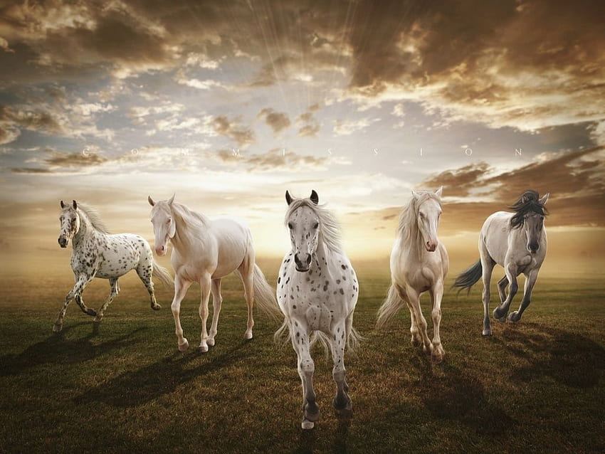 フィールド太陽雲を実行している馬。 馬 , 馬, 美しい馬 高画質の壁紙