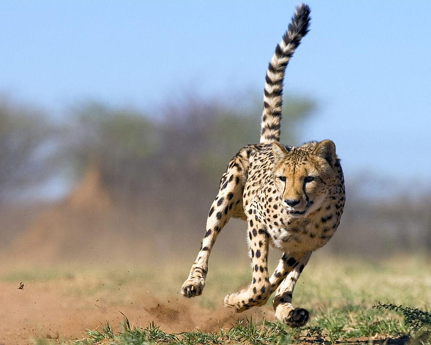 Бягащ гепард Намибия, животни, бързо, очи, лице, котка, гепард, опашка, петна HD тапет
