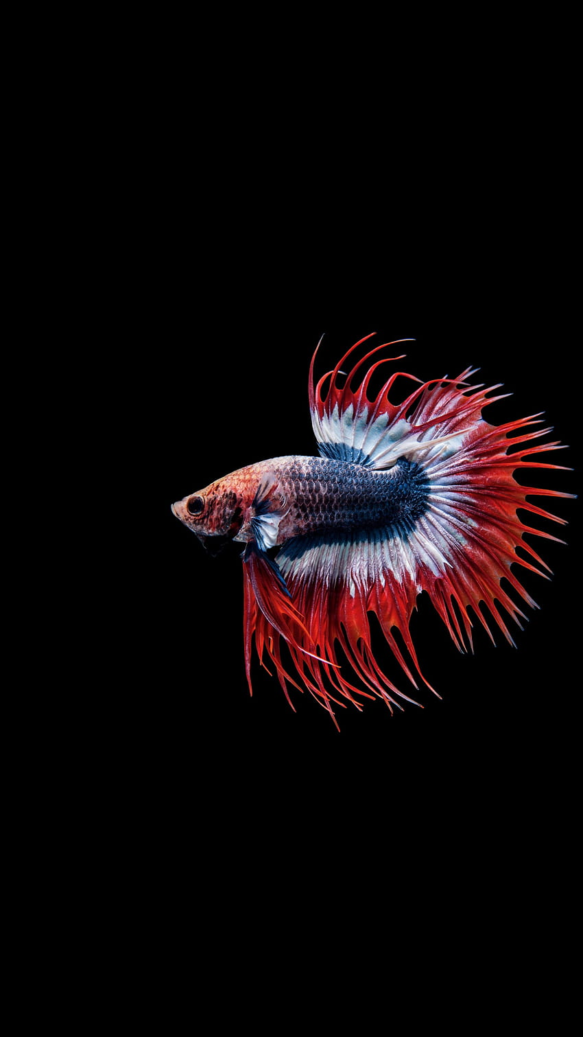 Betta fish, сиамска бойна рибка, близък план, , Samsung Galaxy S4, S5, Note, Sony Xperia Z, Z1, Z2, Z3, HTC One, Lenovo Vibe, Google Pixel 2, OnePlus 5, Honor 9, iPhone 6 Fish HD тапет за телефон