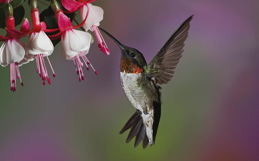 Мир птиц, Cute Hummingbird HD wallpaper