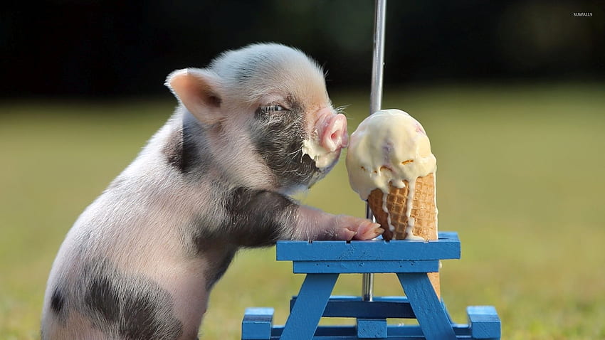 Piglet eating ice cream - Funny, Cute Ice Cream HD wallpaper
