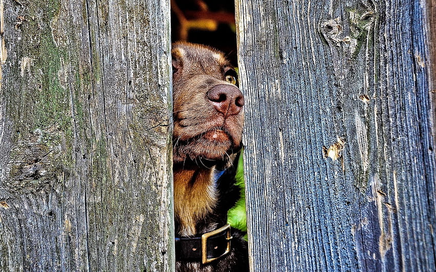 Animals, Wood, Wooden, Dog, Muzzle, Fence, Nose, Curiosity HD wallpaper