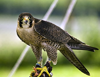Peregrine Falcon Bird Portrait Wallpaper Downloads By Samsonite Background,  Pictures Of Falcons Background Image And Wallpaper for Free Download