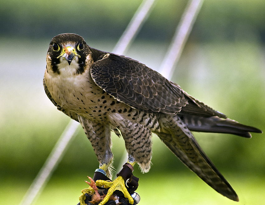 Peregrine Falcon For iPhone. Peregrine falcon HD wallpaper