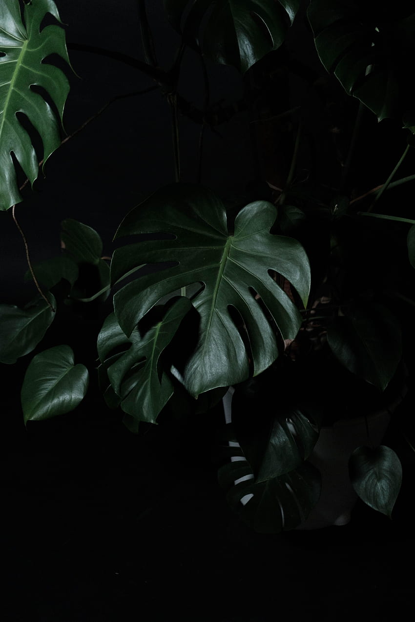 大きな葉、植物、フローラ HD電話の壁紙