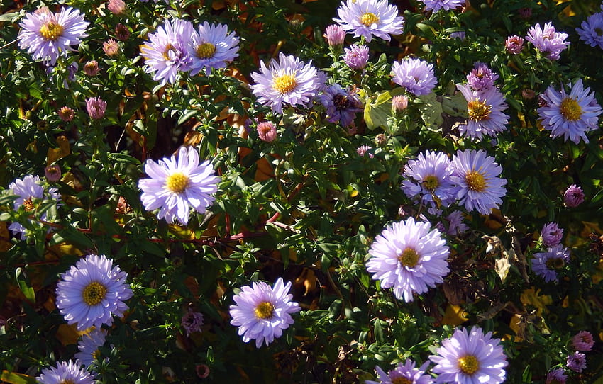 есен, цвете, цветя, фон, , синьо, венчелистчета, венчелистче, , , фон, красив, , цял екран, , за , раздел природа, Autumn Wildflower HD тапет