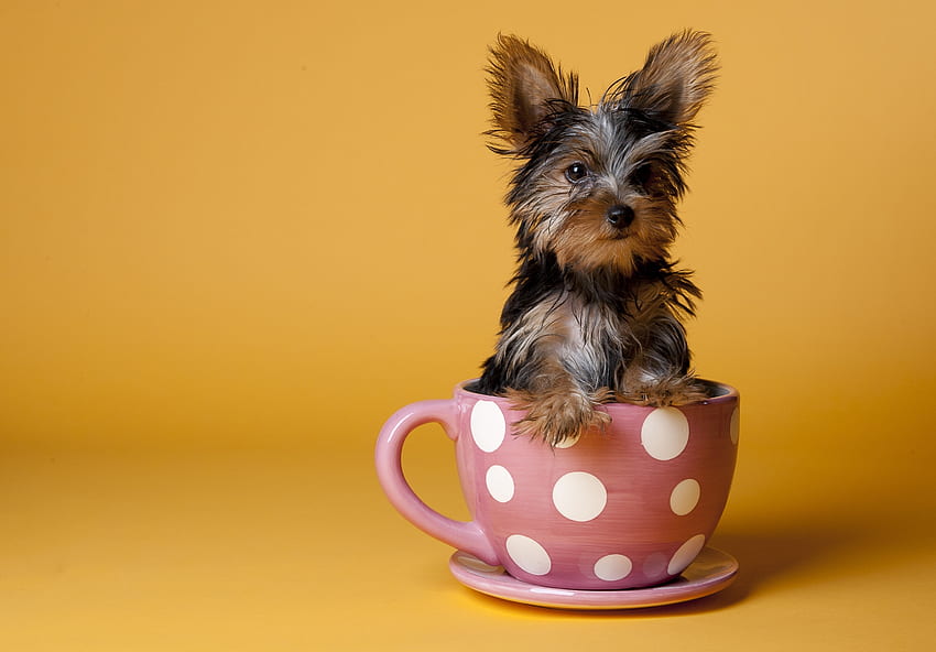 Tiere, Sitzen, Hund, Tasse, Welpe, Yorkshire Terrier HD-Hintergrundbild