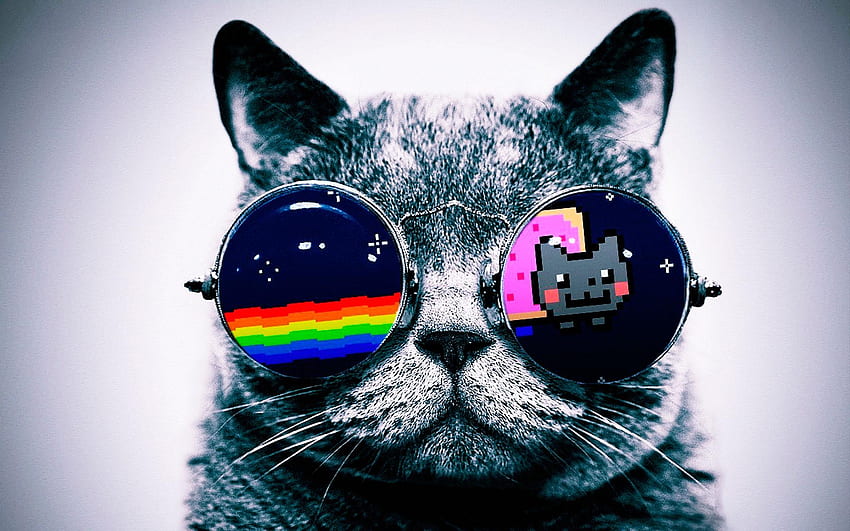 Готина котка с абажури :, котка със слънчеви очила HD тапет