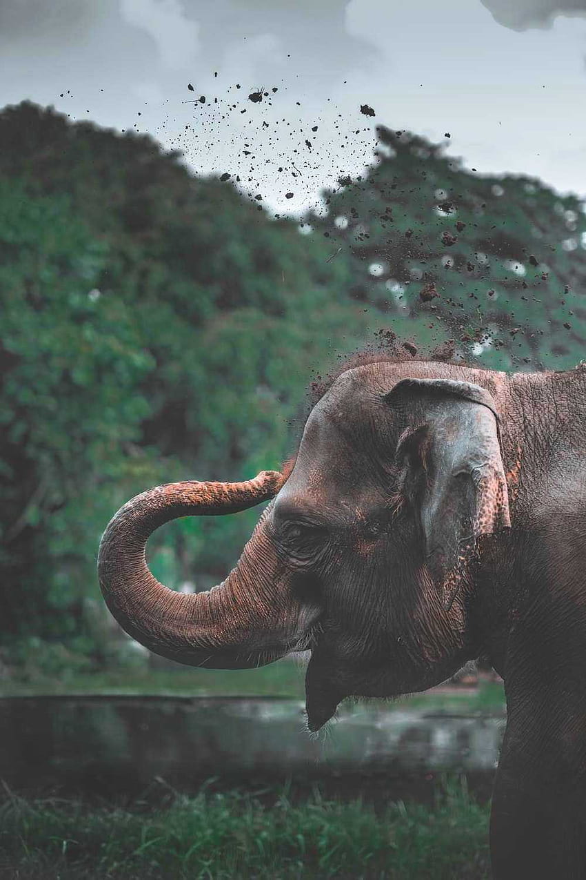 Elefant, Kerala-Elefant HD-Handy-Hintergrundbild