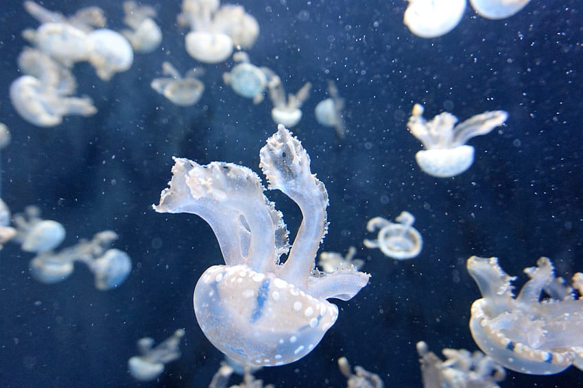 Przyroda, meduzy, podwodny świat, pływać, pływać, macki Tapeta HD