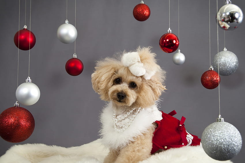 Christmas dog, pay, dogs, cute, puppies, beauty, dog face, animals, sweet, beautiful, playful, playful dog, puppy, pretty, christmas, face, lovely, bubbles HD wallpaper