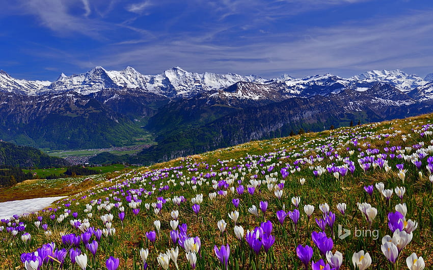 Spring in the Alps, slope, grass, spring, glade, snow, nature, flowers, mountains, crocuses HD wallpaper