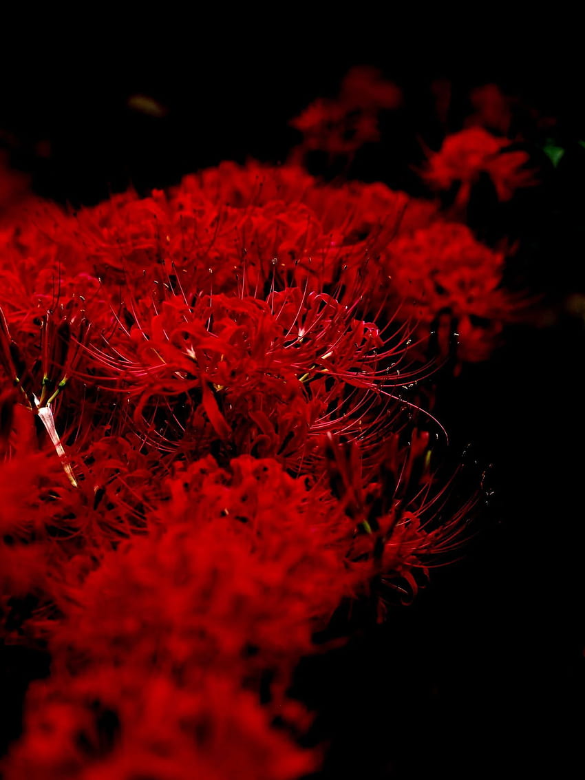 Rote Spinnenlilie, Higanbana HD-Handy-Hintergrundbild
