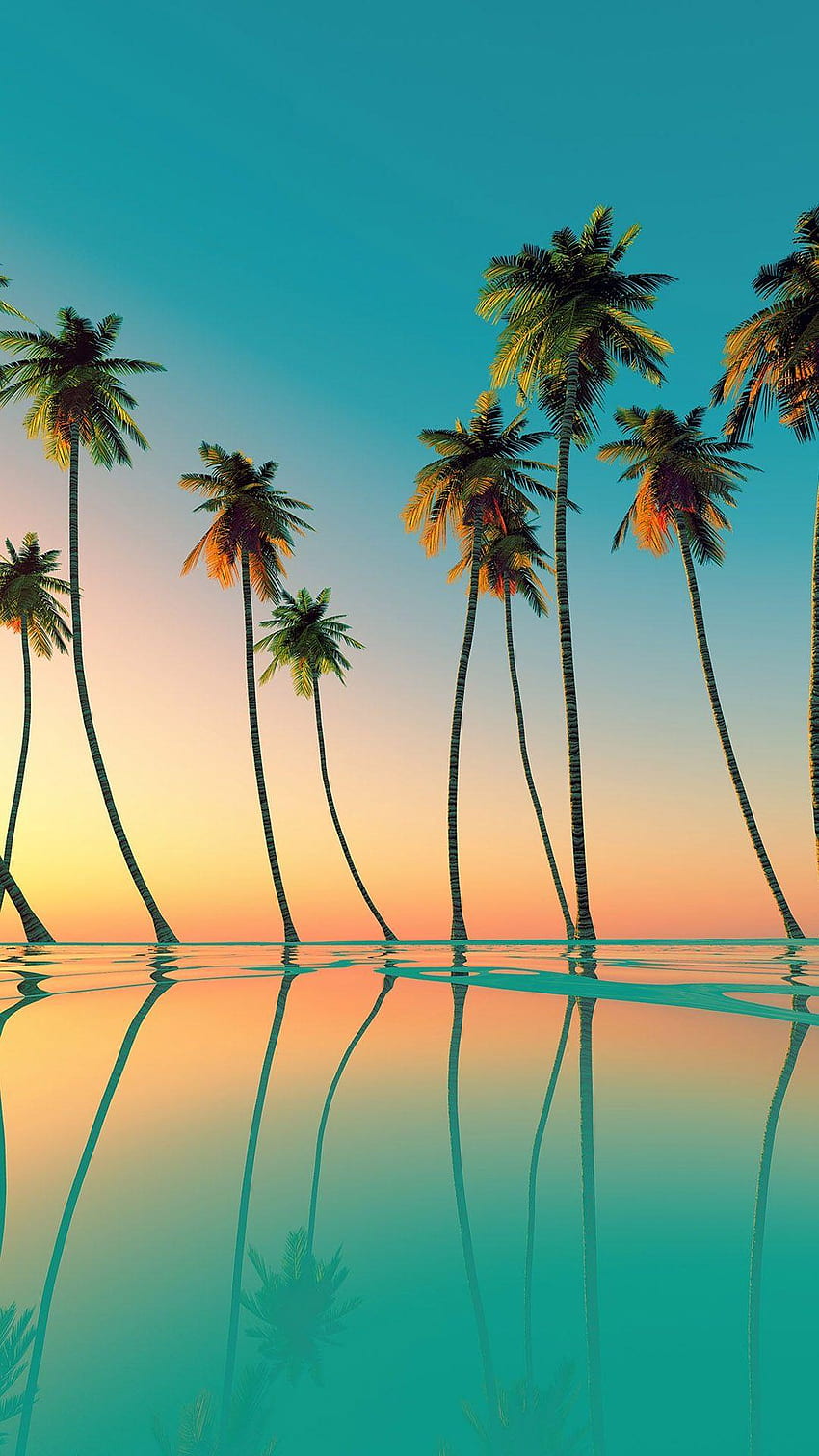 California Palm Tree, Miami Palm Tree HD phone wallpaper