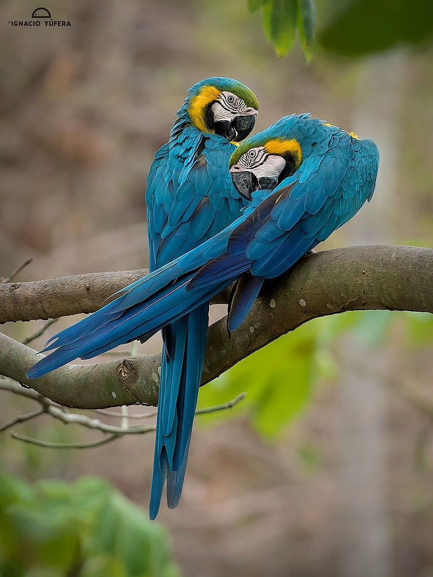 Guacamaya Azuliamarilla Blue And Yellow Macaw Ara Ararauna – วอลล์เปเปอร์โทรศัพท์ HD