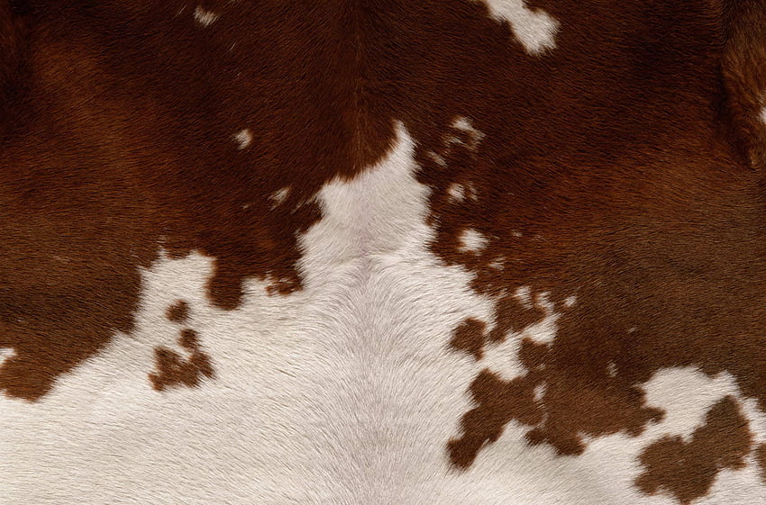 牛の毛皮。 メタルアートプリント、カウファー、牛革 高画質の壁紙