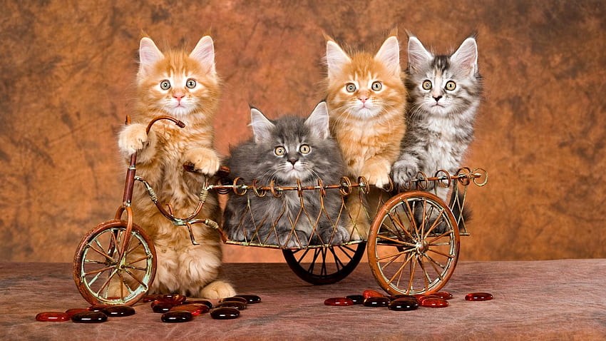 Śliczne kocięta, słodkie, kot, zwierzę, kotek Tapeta HD
