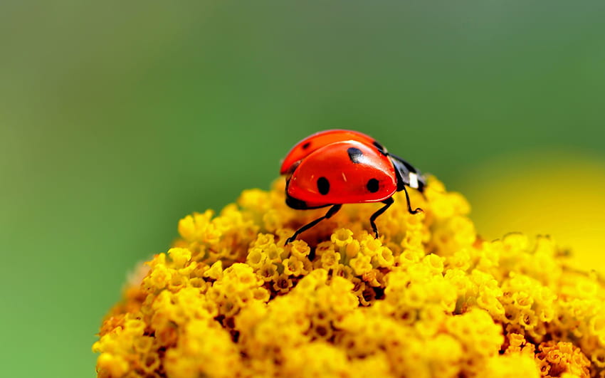 Bunga, Makro, Permukaan, Serangga, Ladybug, Ladybird Wallpaper HD
