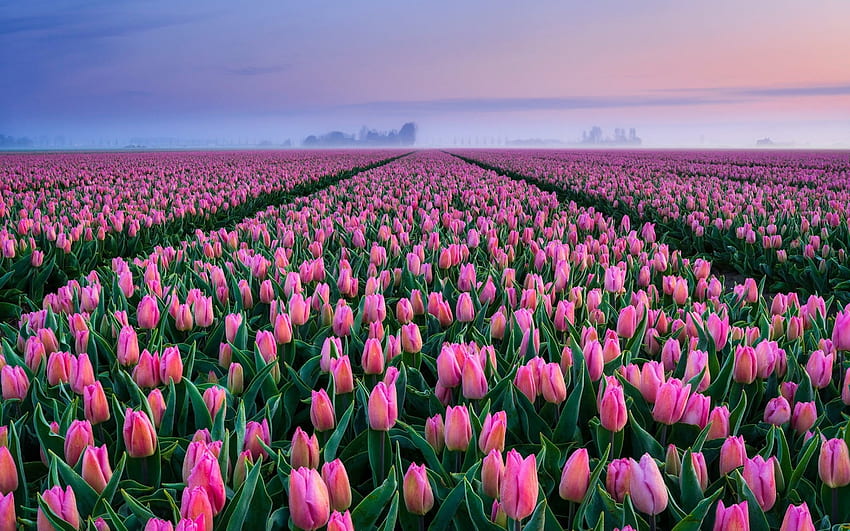 핑크 튤립, 꽃, 튤립, 봄, 네덜란드 HD 월페이퍼