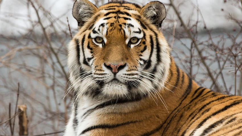 Nature tigers wildcat HD wallpaper | Pxfuel