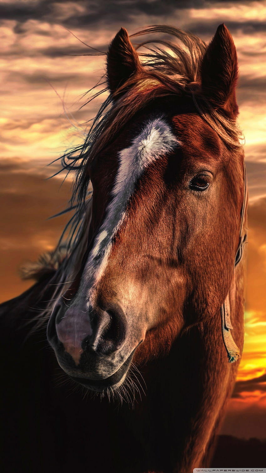 Horse Face HD phone wallpaper