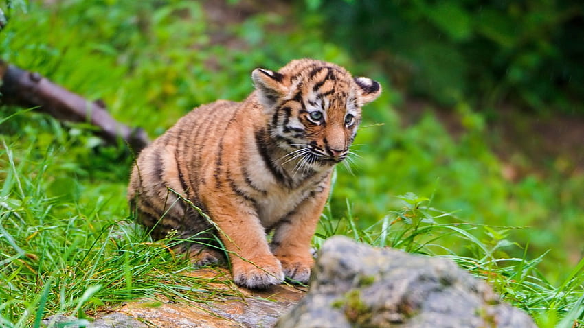 Cute-tiger, pisic, tigru, leu, pui HD wallpaper