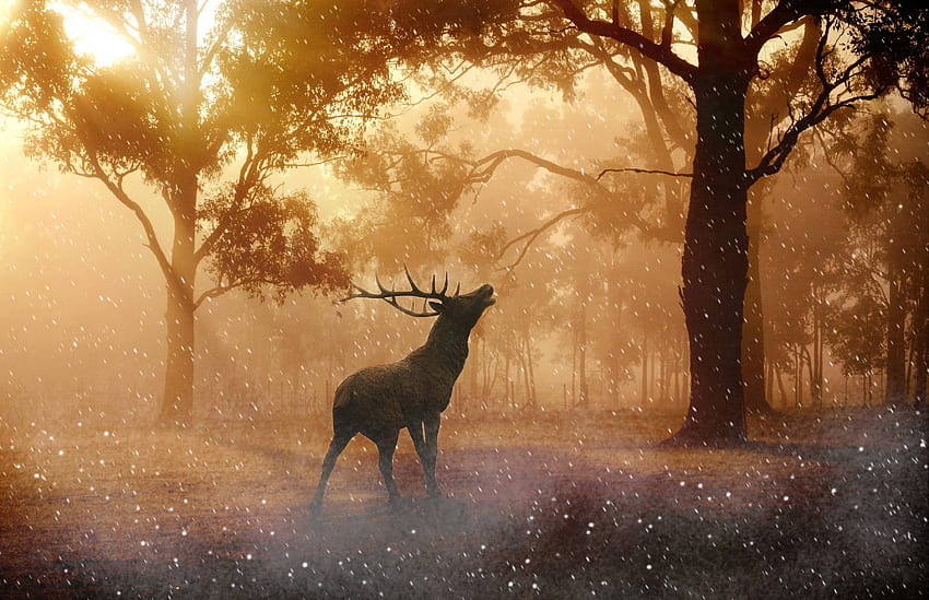 Red Deer 4476×2889 Sun Light Forest, Deer in Forest HD wallpaper