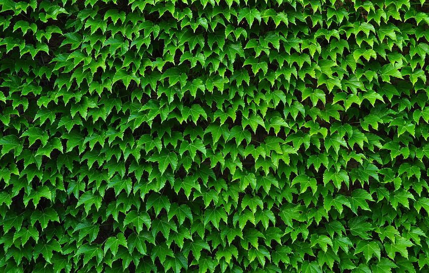 Ivy . Lily Ivy HD wallpaper