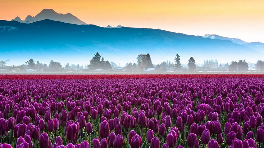 Purple tulips field ., Tulip Fields HD wallpaper