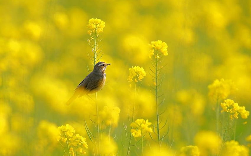 Ptak w żółtych kwiatach, zwierzę, natura, ptak, kolor żółty Tapeta HD