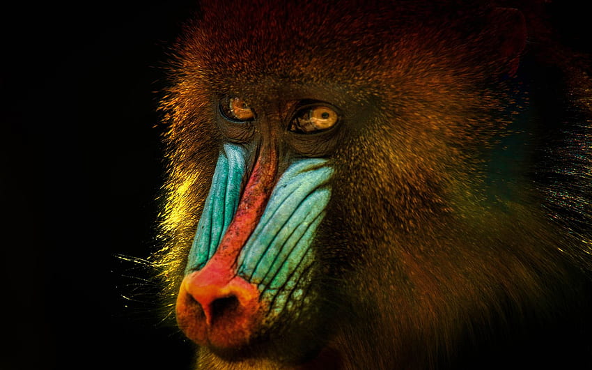 mandrill, Face, Monkey / and Mobile Background HD wallpaper
