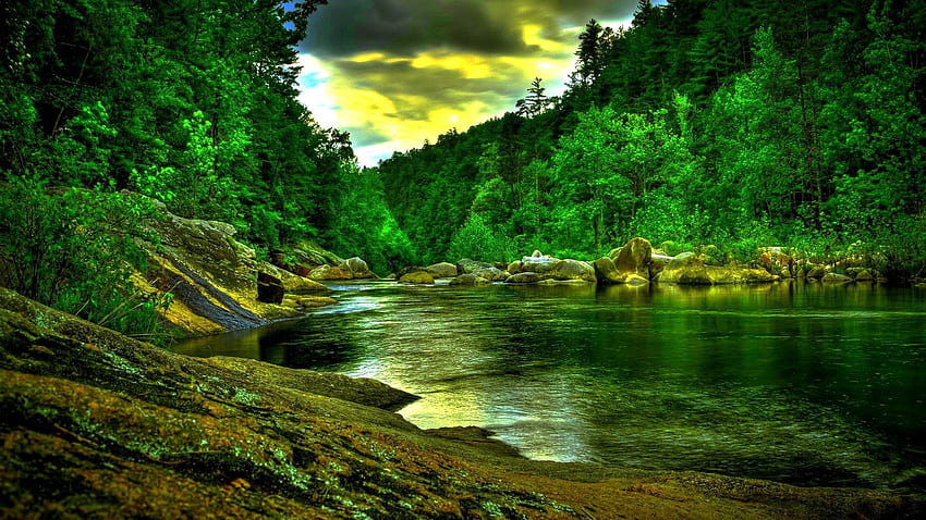 Beautiful Green Forest River Wide [] for your , Mobile & Tablet. Explore Beautiful Forest . Forest , Forest Scenery HD wallpaper